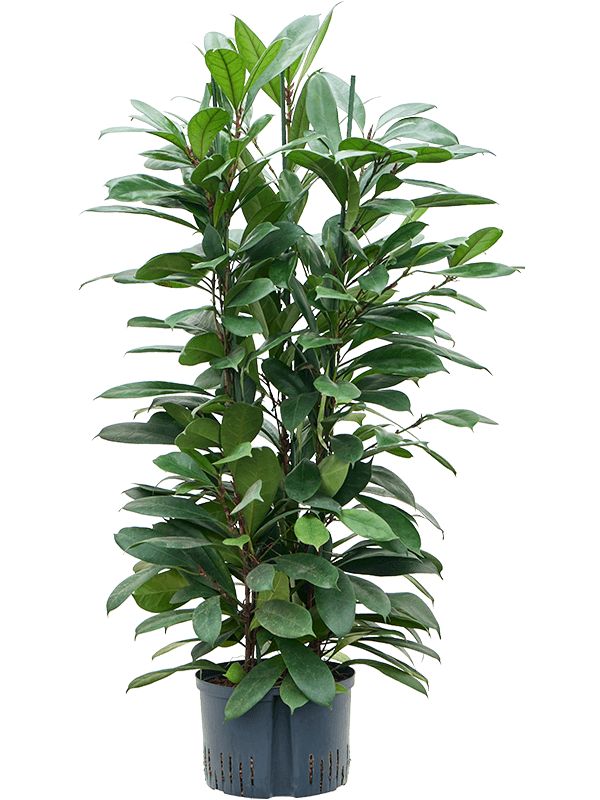 Ficus cyathistipula