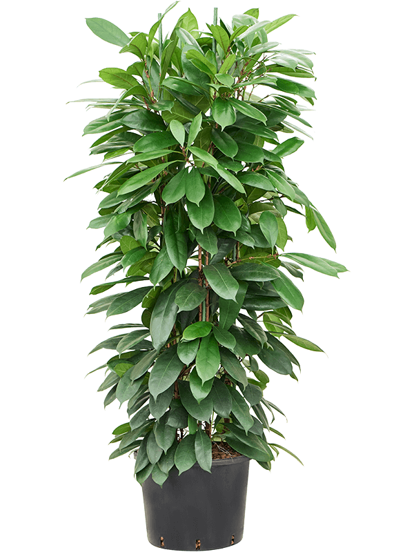 Ficus cyathistipula