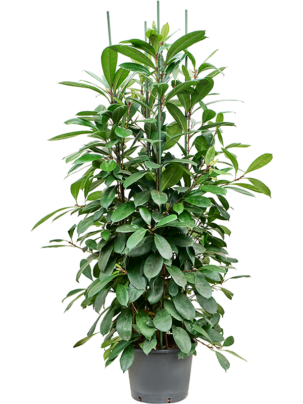 Ficus cyathistipula