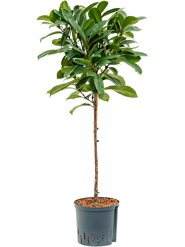 Ficus cyathistipula