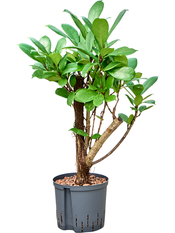 Ficus cyathistipula
