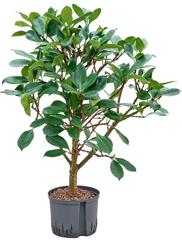 Ficus cyathistipula