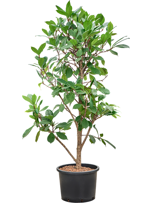 Ficus cyathistipula
