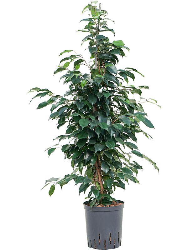 Ficus benjamina 'Danielle'