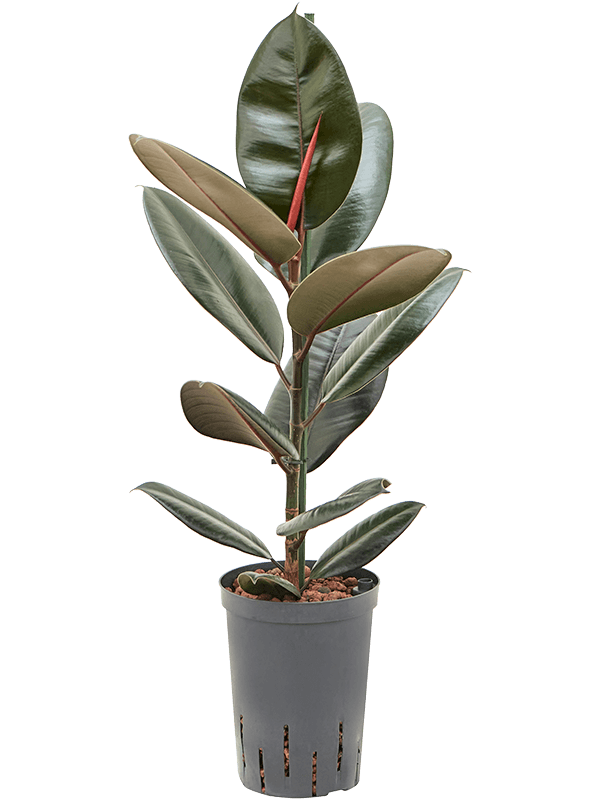 Ficus elastica 'Abidjan''