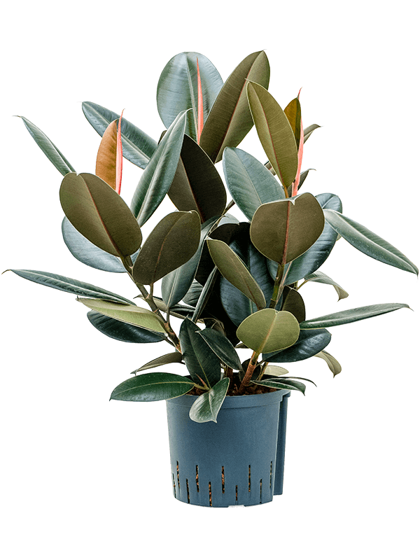 Ficus elastica 'Abidjan'