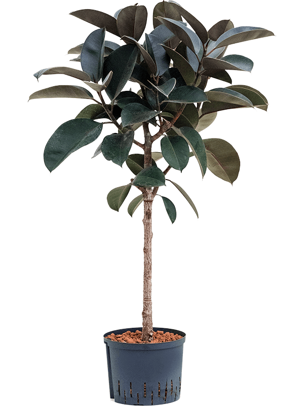Ficus elastica 'Abidjan'