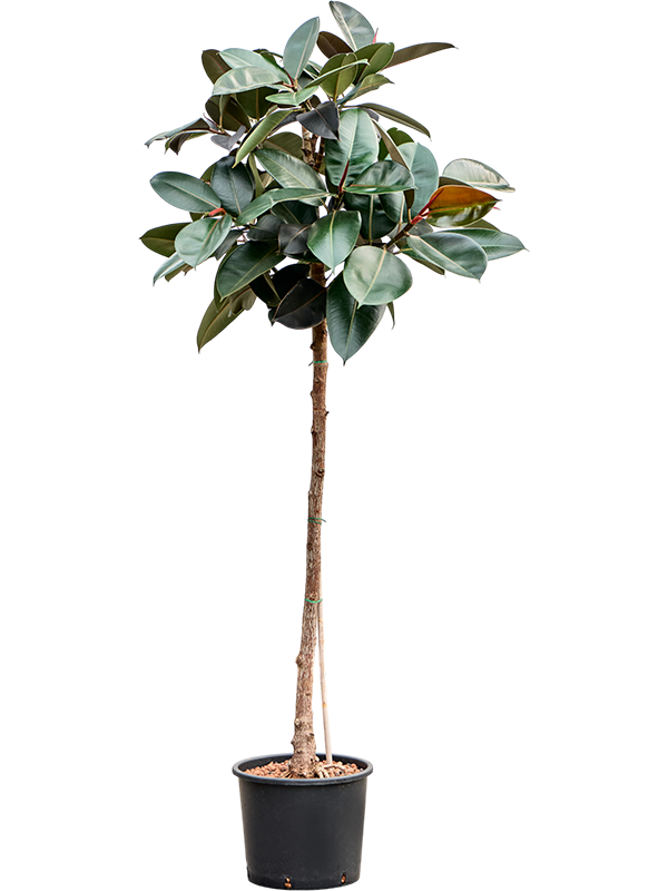 Ficus elastica 'Abidjan'