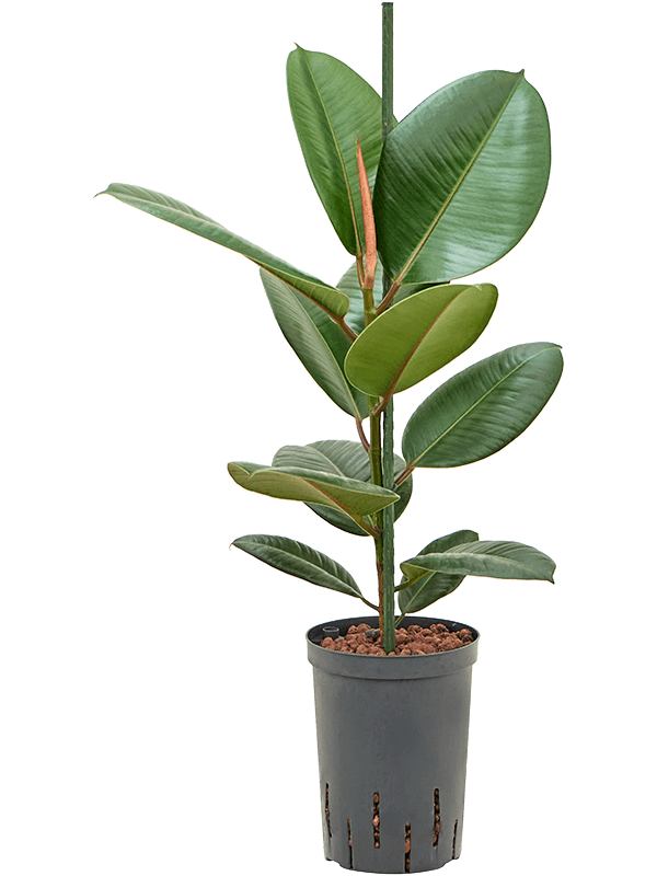 Ficus elastica 'Robusta'