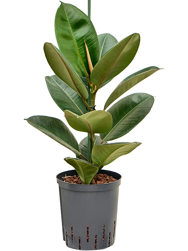 Ficus elastica 'Robusta'