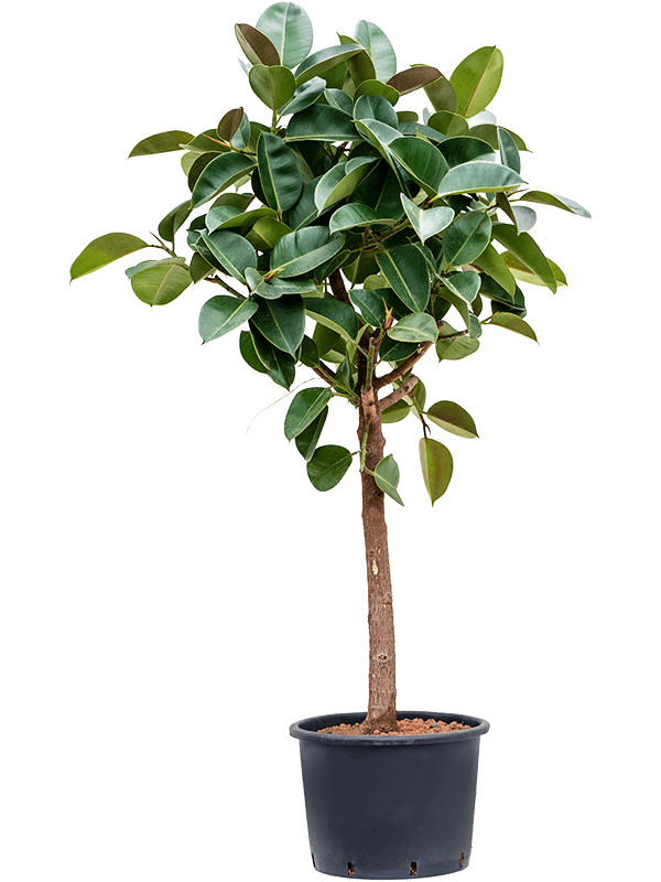 Ficus elastica 'Robusta'