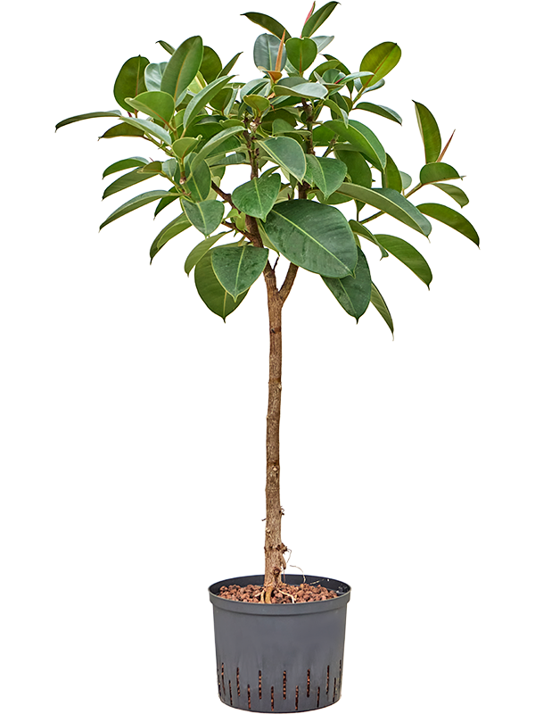 Ficus elastica 'Robusta'
