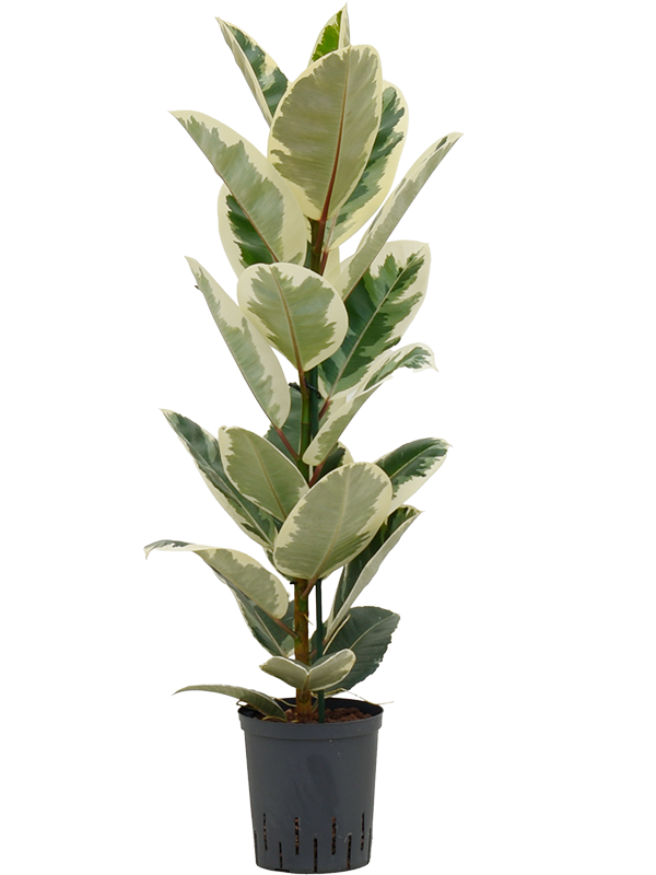 Ficus elastica 'Tineke'