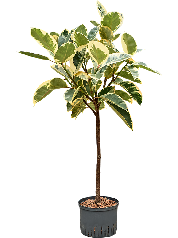 Ficus elastica 'Tineke'