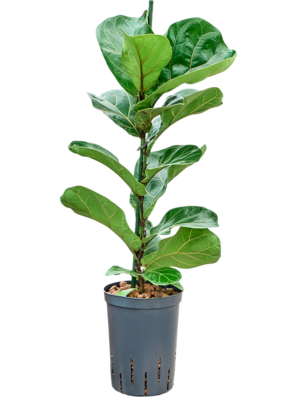 Ficus lyrata 'Bambino'