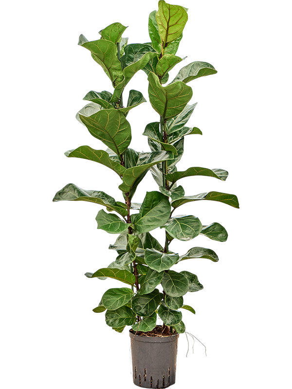 Ficus lyrata 'Bambino'