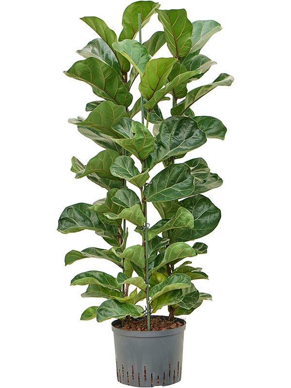 Ficus lyrata 'Bambino'