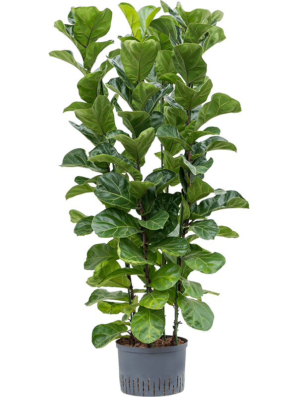 Ficus lyrata 'Bambino'