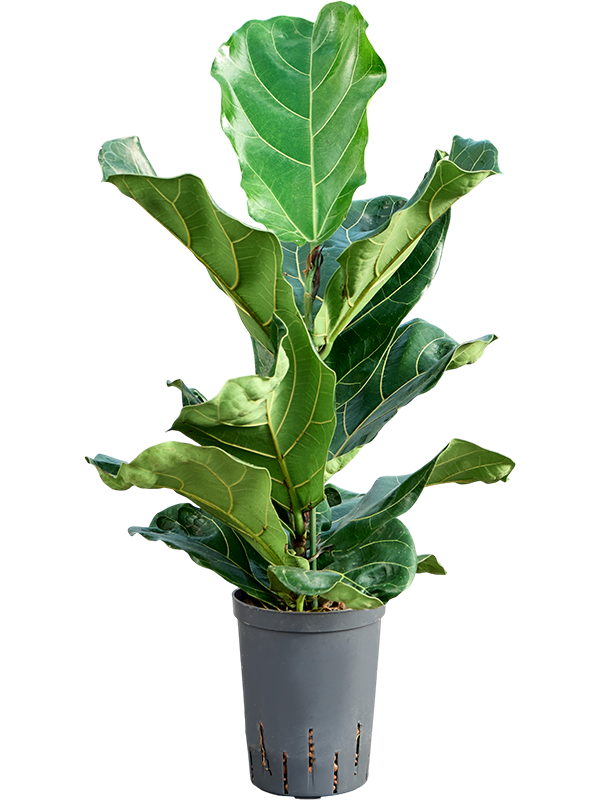 Ficus lyrata