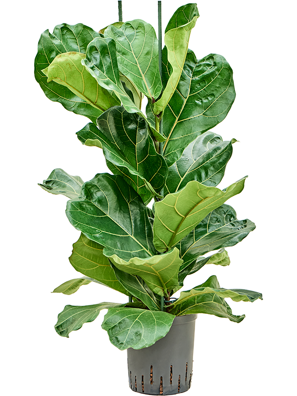 Ficus lyrata