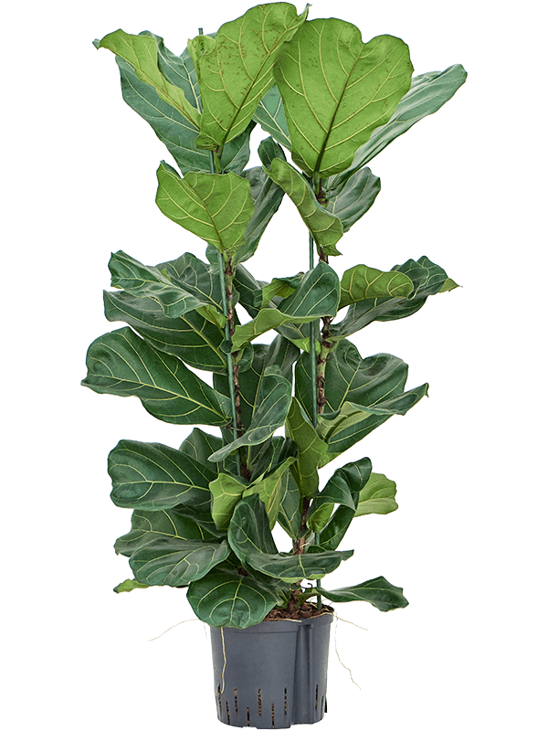 Ficus lyrata