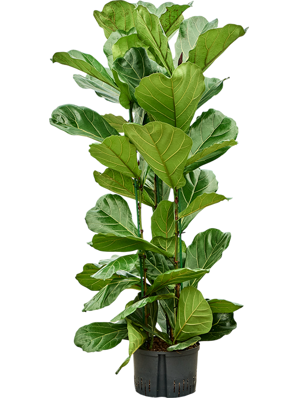 Ficus lyrata