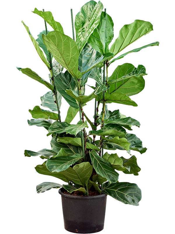 Ficus lyrata