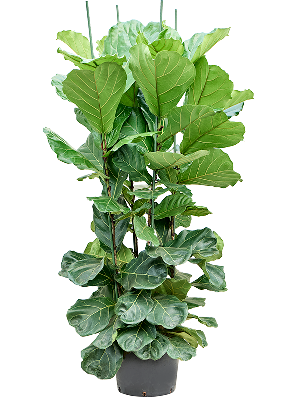 Ficus lyrata