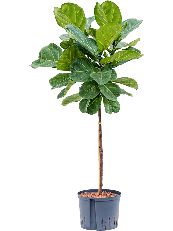 Ficus lyrata