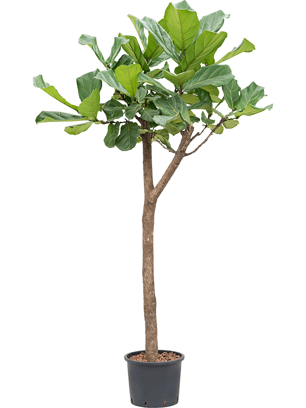 Ficus lyrata