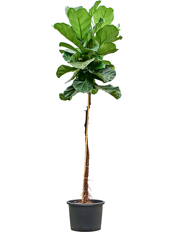 Ficus lyrata