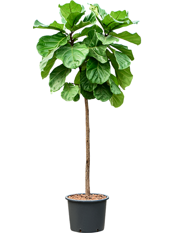 Ficus lyrata