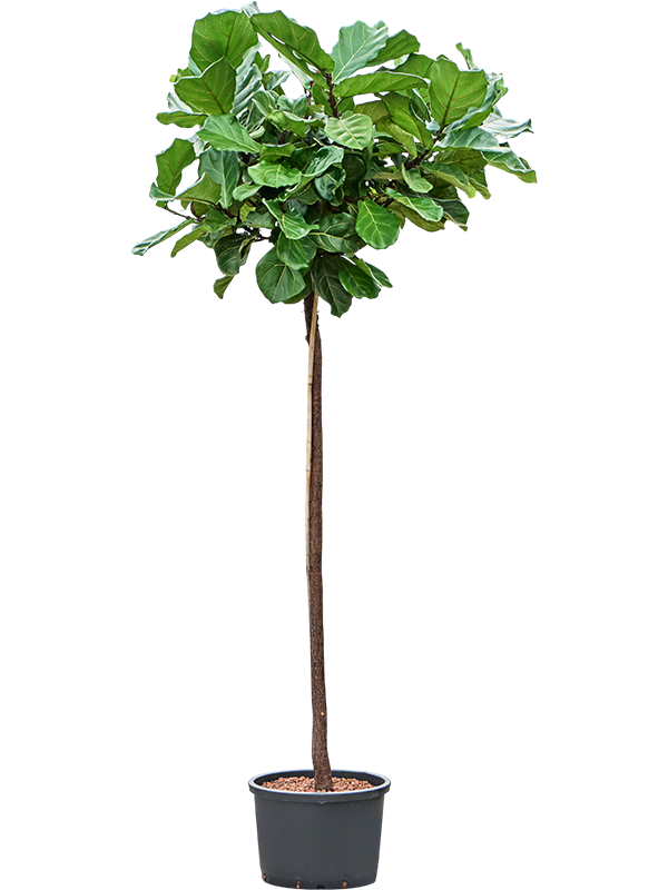 Ficus lyrata