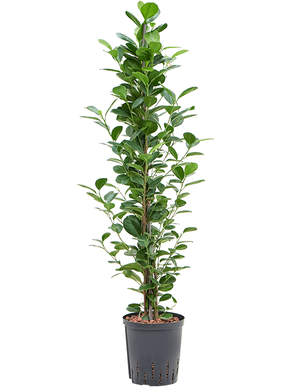 Ficus microcarpa 'Moclame'