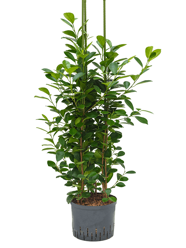 Ficus microcarpa 'Moclame'