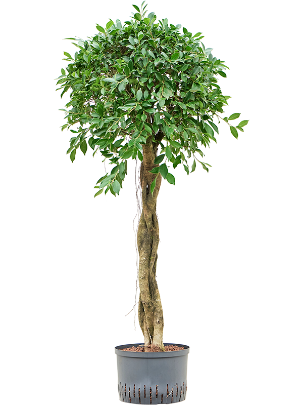Ficus microcarpa ‘Nitida’