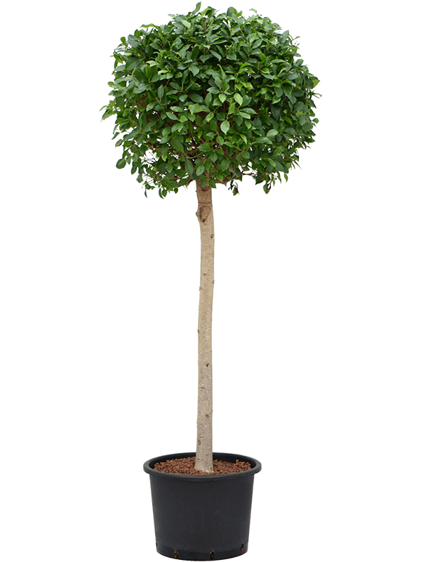 Ficus microcarpa ‘Nitida’