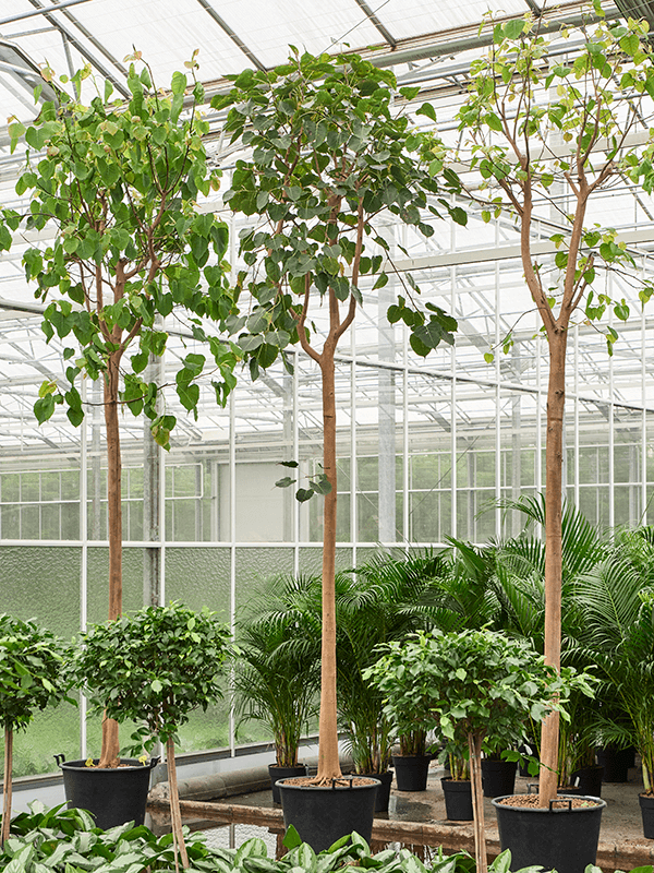 Ficus religiosa