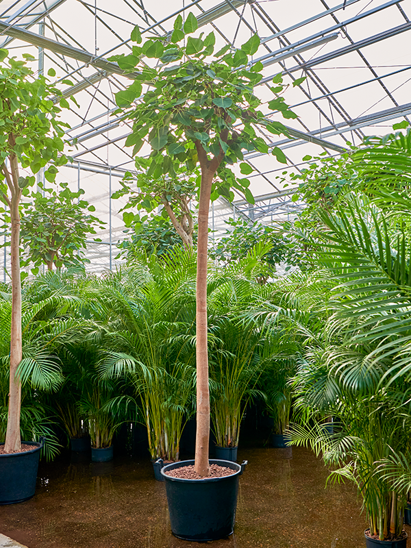 Ficus religiosa