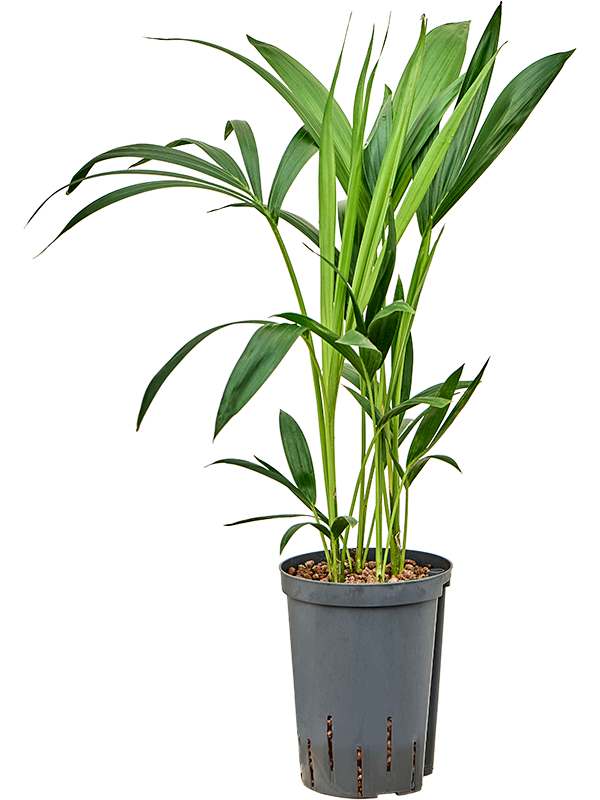 Kentia (Howea) forsteriana