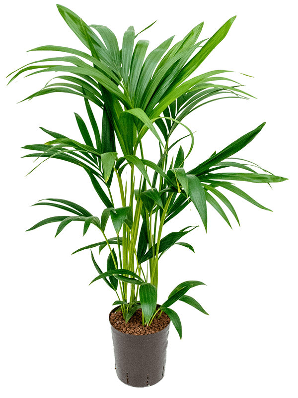 Kentia (Howea) forsteriana