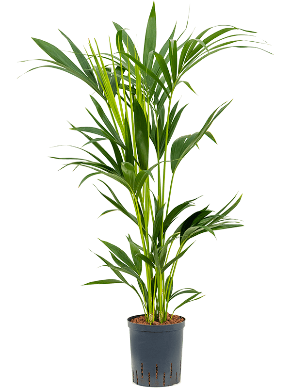 Kentia (Howea) forsteriana