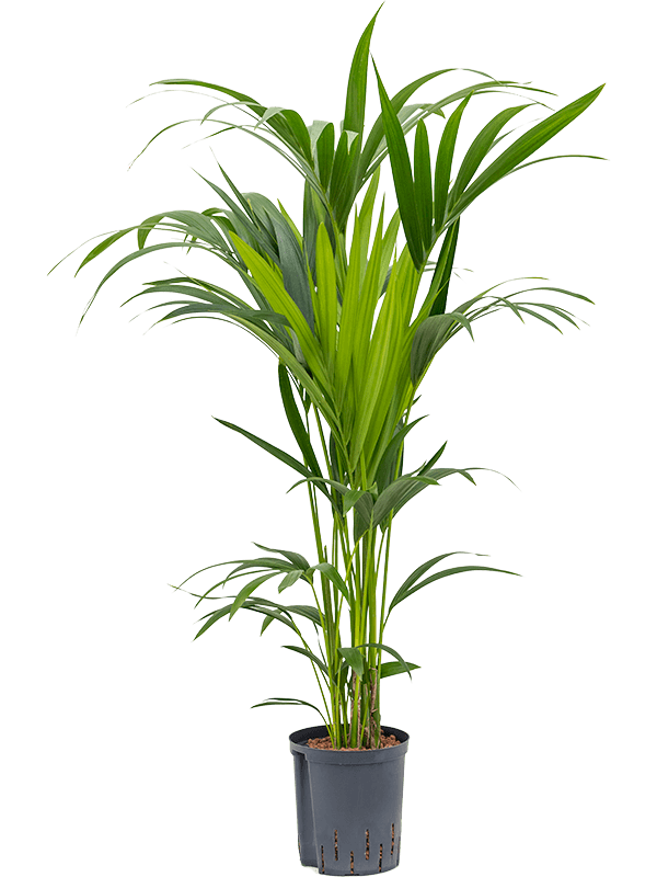 Kentia (Howea) forsteriana