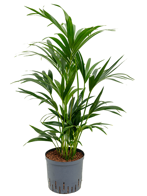 Kentia (Howea) forsteriana