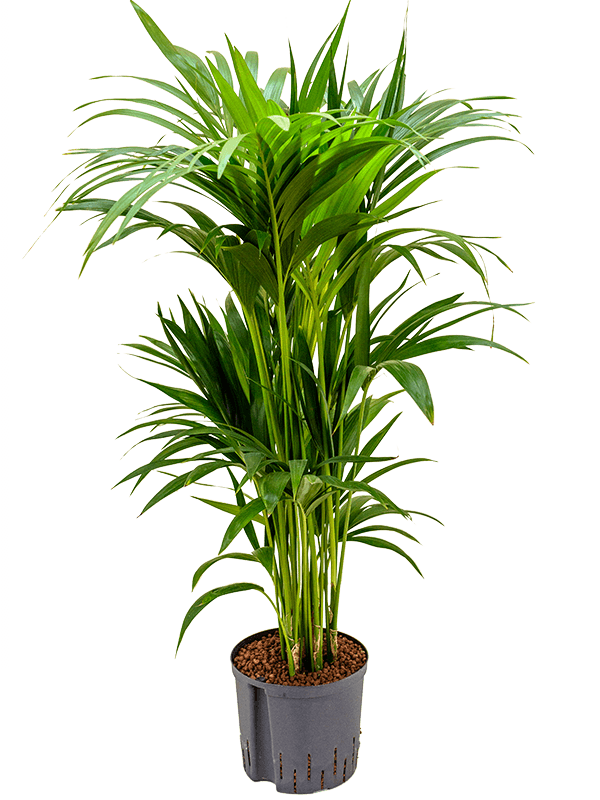 Kentia (Howea) forsteriana