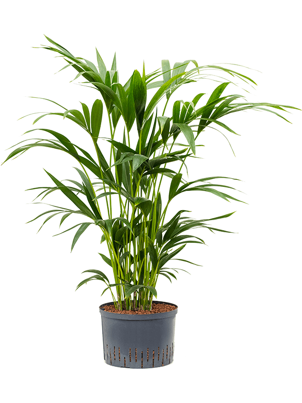 Kentia (Howea) forsteriana