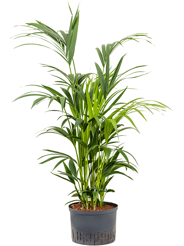 Kentia (Howea) forsteriana