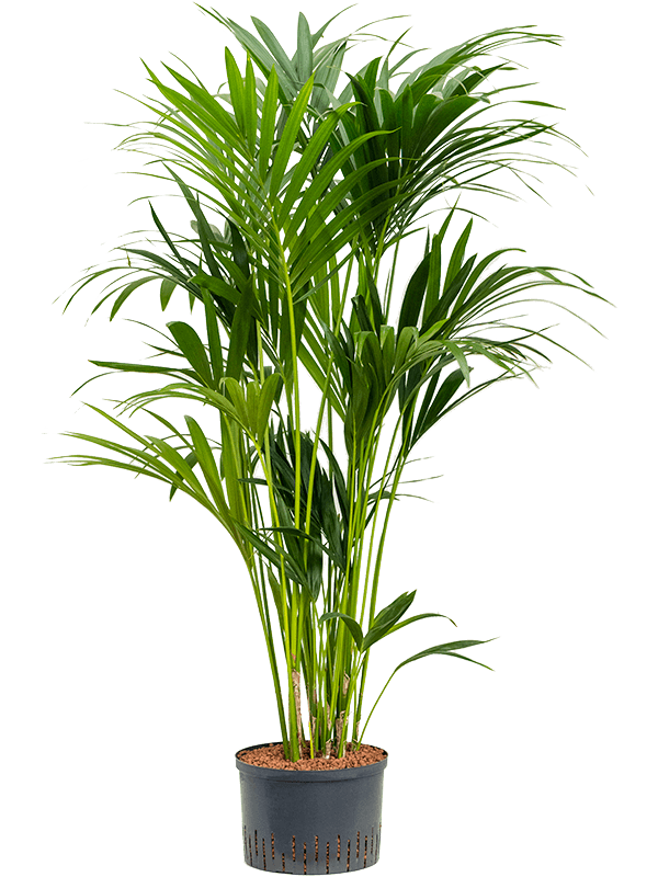 Kentia (Howea) forsteriana