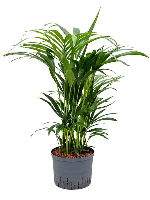Kentia (Howea) forsteriana