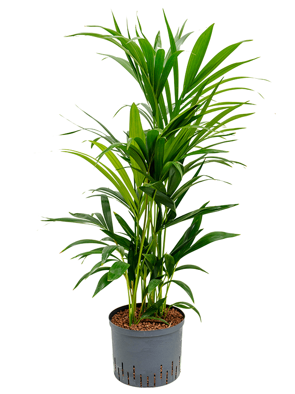 Kentia (Howea) forsteriana